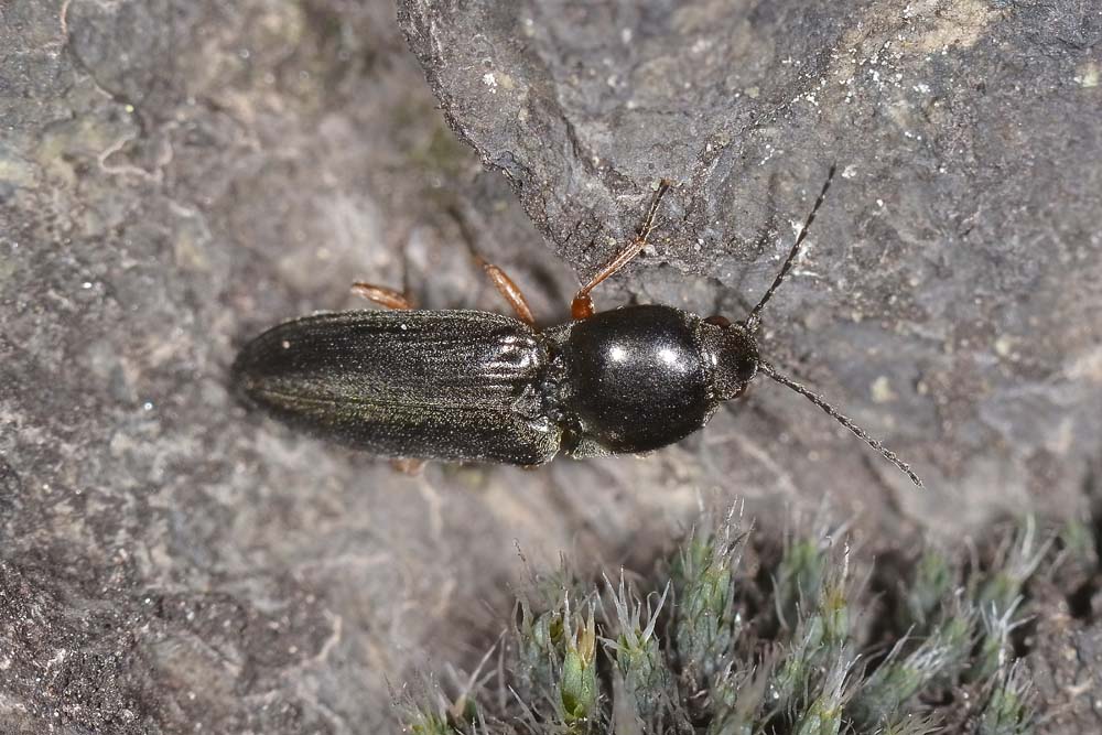 Cardiophorus goezei, Elateridae